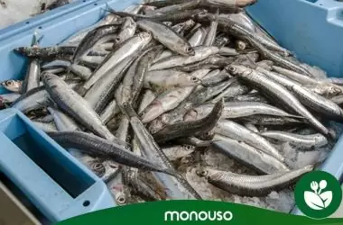 Consejos para prevenir el anisakis en 2022