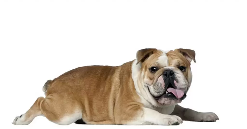 Consistencia de las heces de perro