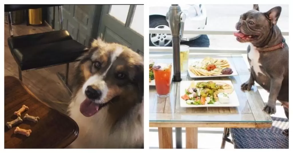 En Barcelona, estos restaurantes admiten perros