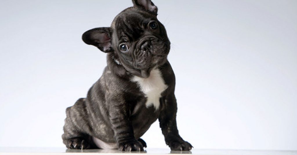 Heces de perro negras 驴Corro al veterinario?