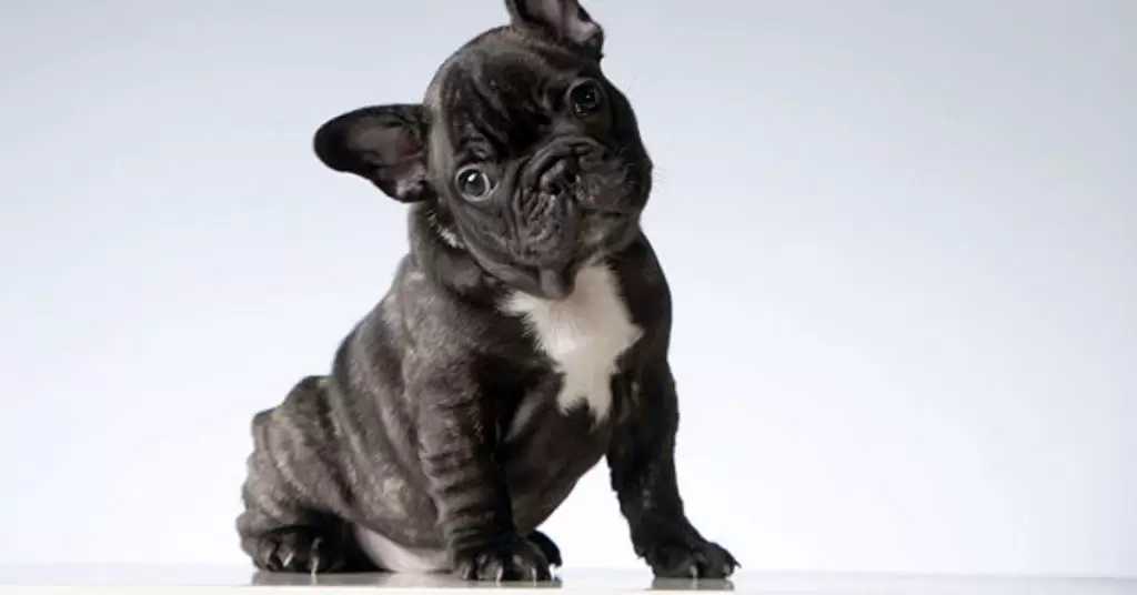 Heces de perro negras ¿Corro al veterinario?