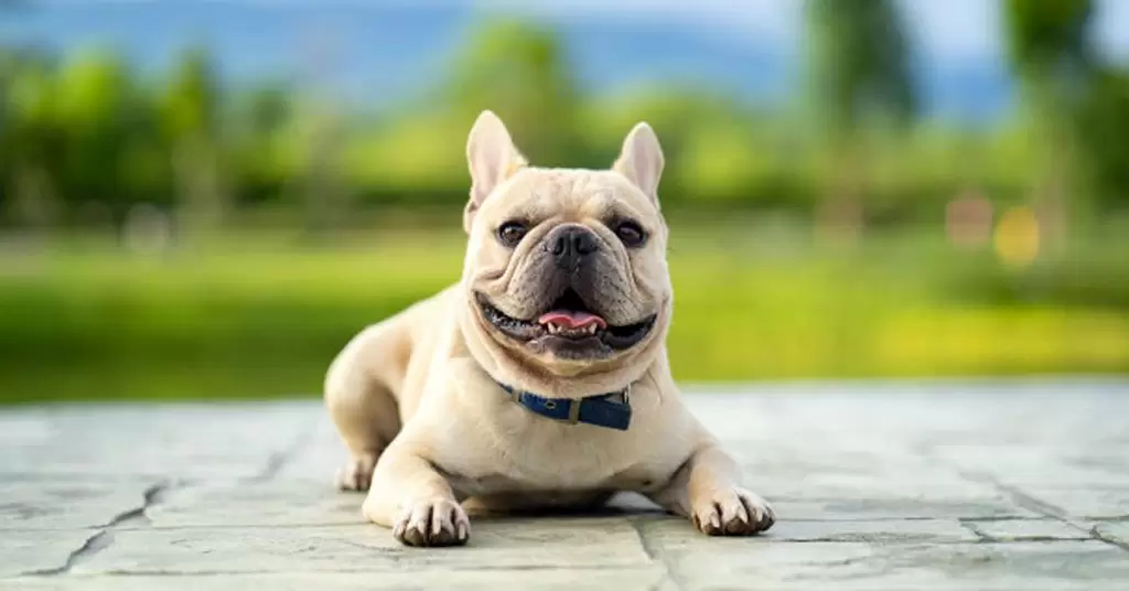 La caca de mi perro tiene gusanos