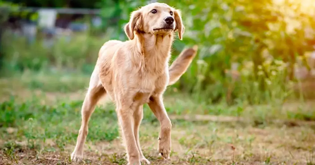 Moco en las heces de perro
