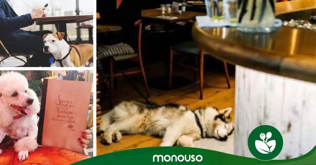 Restaurantes que admiten perros en España