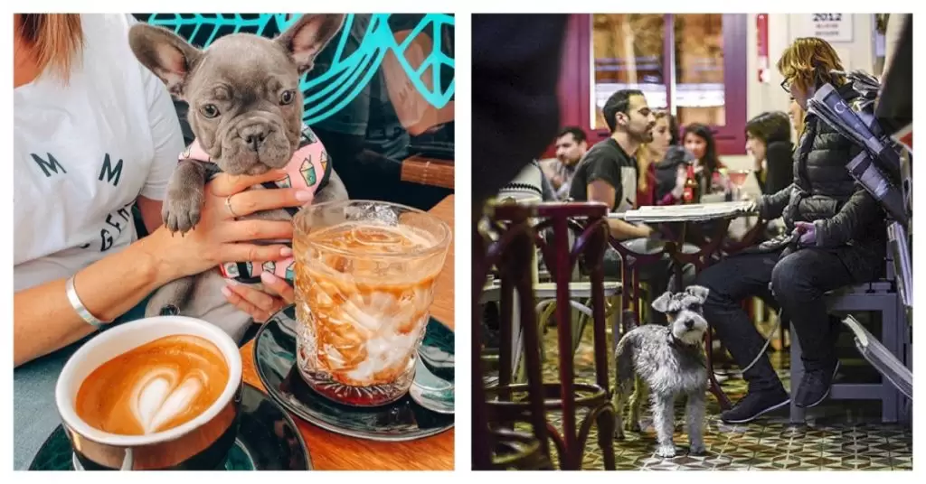 Restaurantes que admiten perros en Madrid