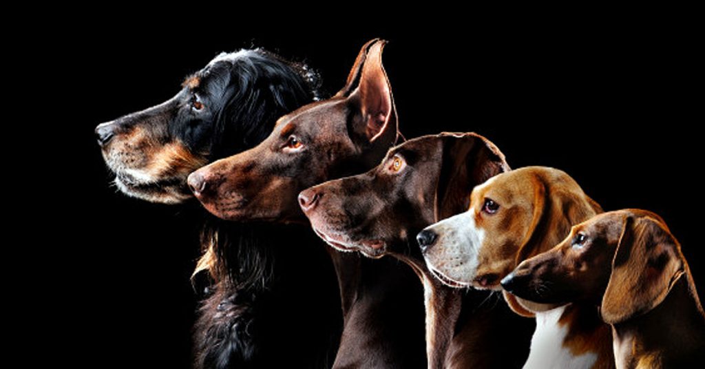 Sangre en las heces de perro