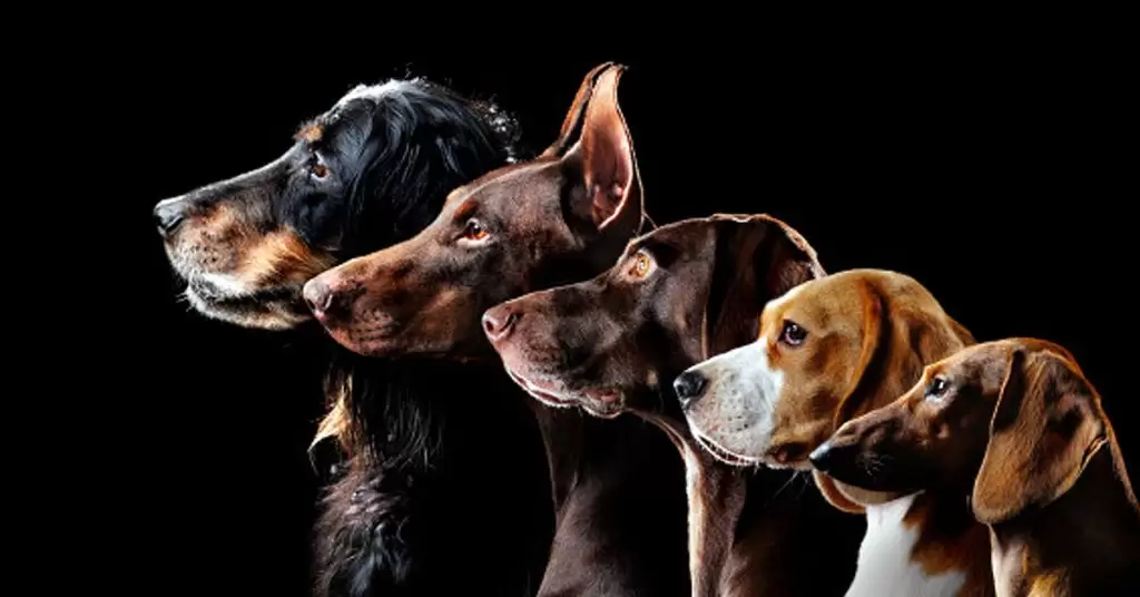 Sangre en las heces de perro
