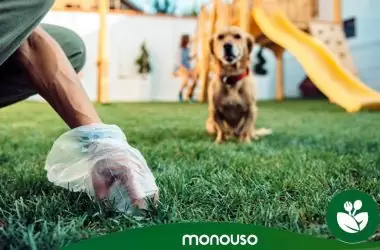 Tipos de heces de perros: reflejo de salud