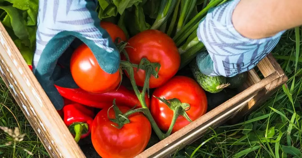 Trucos para conservar tomates de uso diario