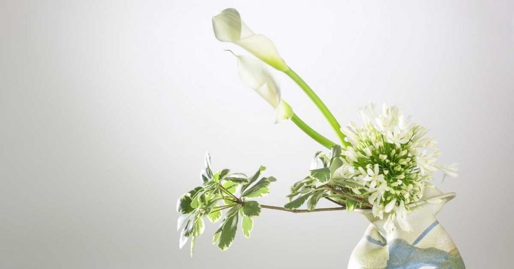 Utilidad de las flores preservadas para bares con plantas