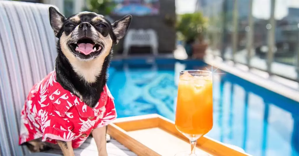 Cómo promocionar tu restaurante pet-friendly
