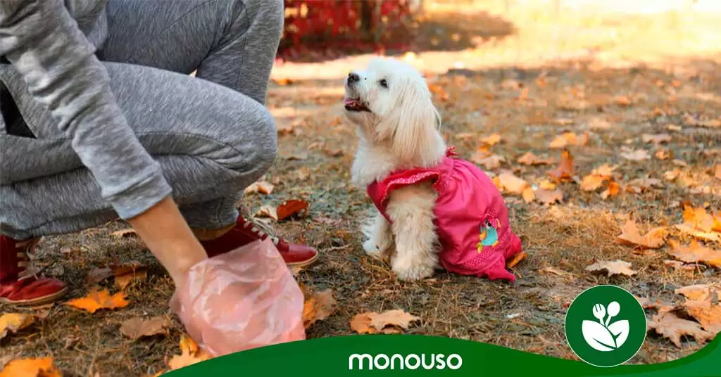 bolsas-bio-caca-perro-portada