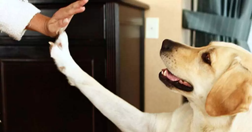 Claves para convertirte en un restaurante pet-friendly