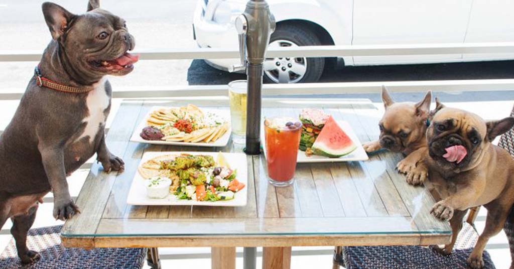 Llena tu restaurante de mascotas con un restaurante pet-friendly