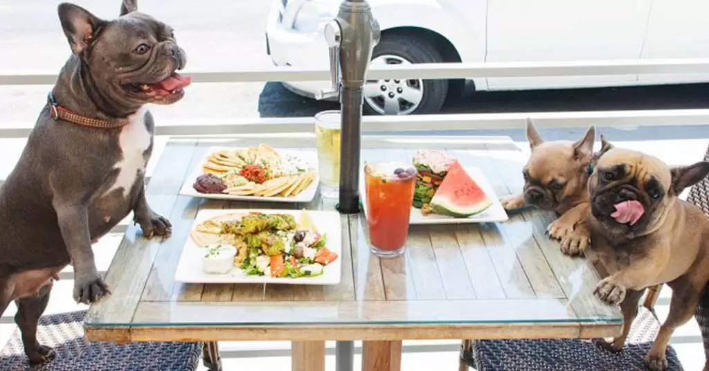 Llena tu restaurante de mascotas con un restaurante pet-friendly