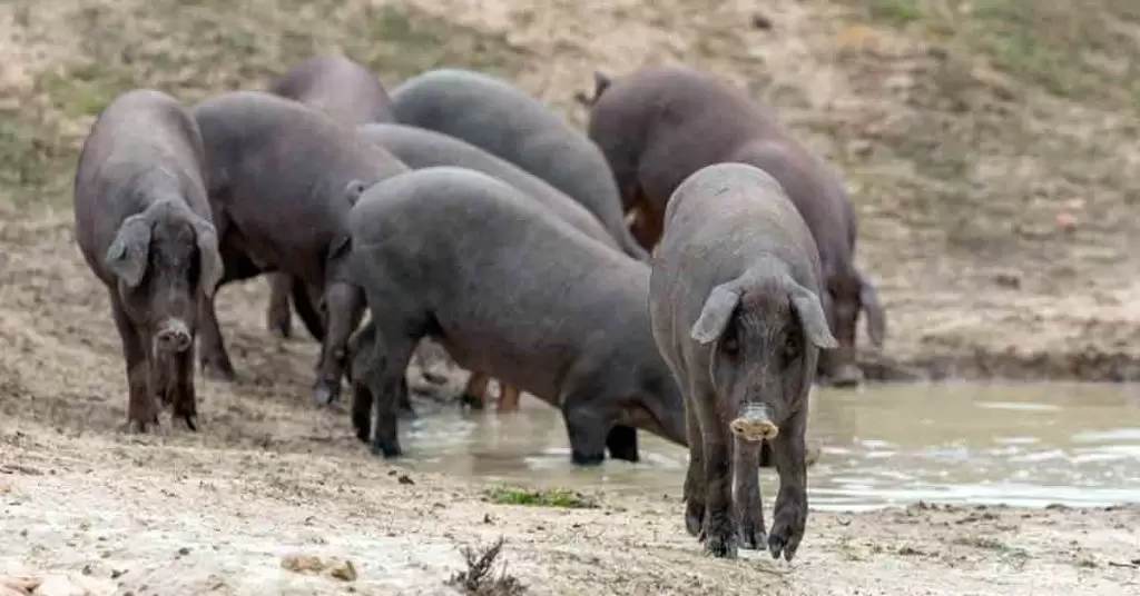¿Cuál es el cerdo utilizado para el jamón ibérico?